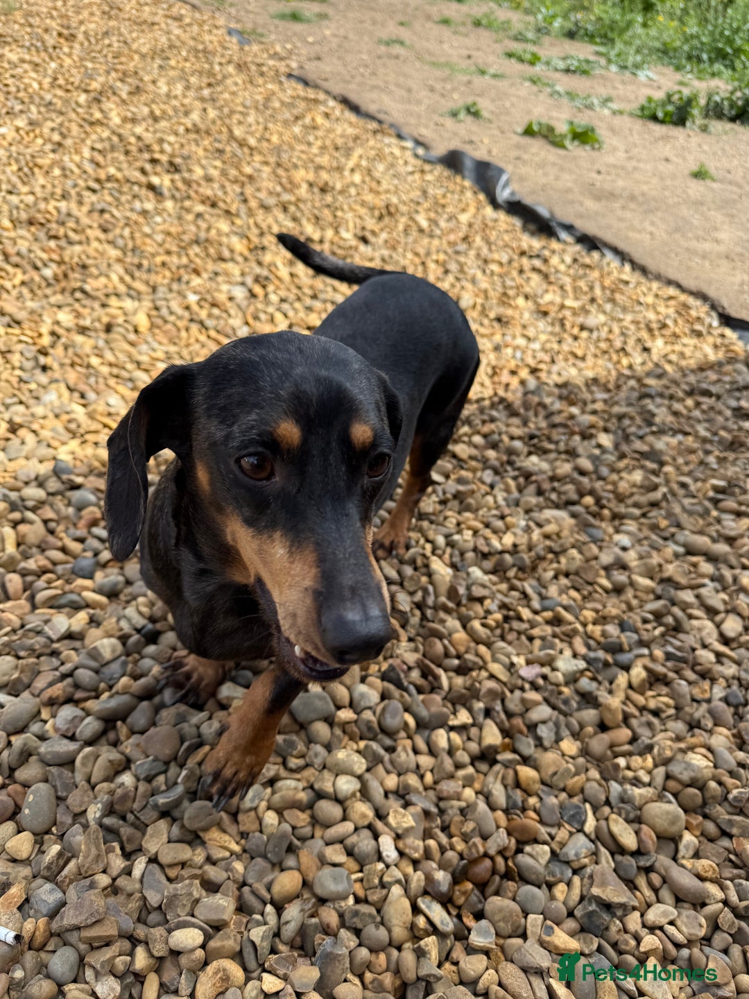 Miniature Dachshund dogs for sale: Miniature Dachshunds For Sale  - Image 9