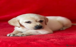 Labrador Retriever dogs for sale: Beautiful chunky Labrador pups NOW READY - Image 11