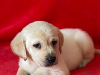 Labrador Retriever dogs - Advert 13