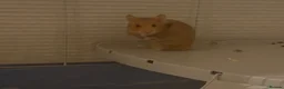 Hamster rodents for sale: Female Syrian hamster - Pumpkin in Telford - Advert 3