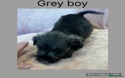 Miniature Schnauzer dogs for sale: Miniature Schnauzer Puppies  - Image 13
