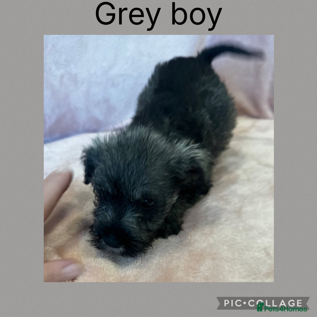 Miniature Schnauzer dogs for sale: Miniature Schnauzer Puppies  - Image 13