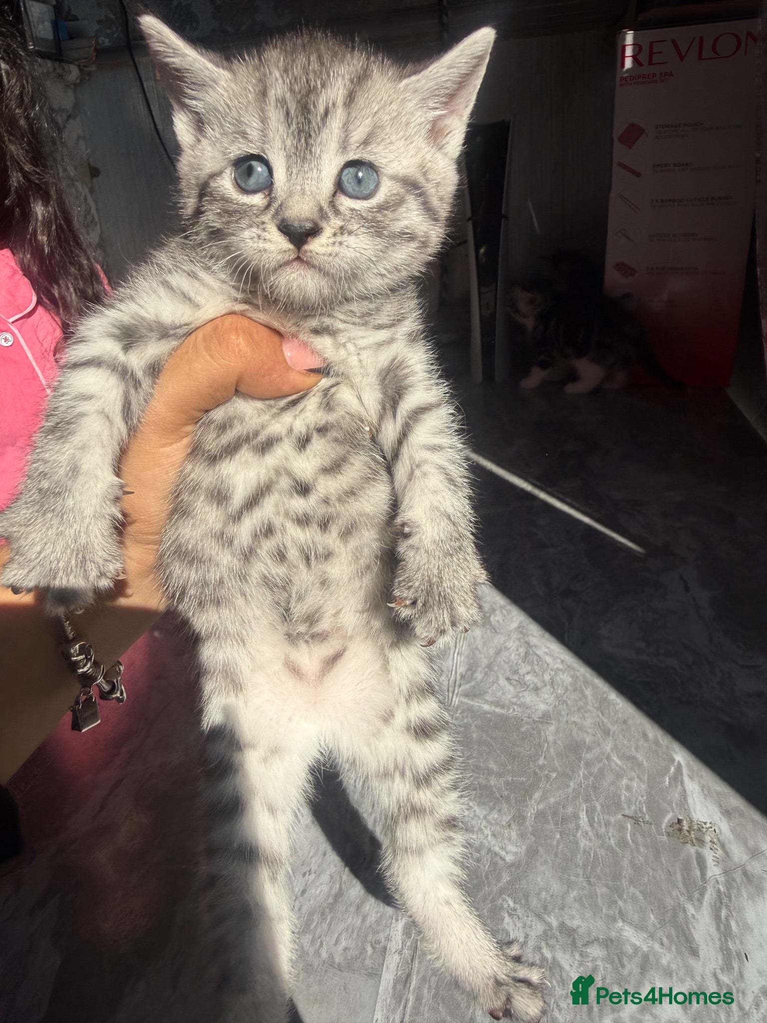 British Shorthair cats 4 beautiful tabby bsh kittens  - Advert 1