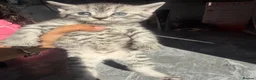 British Shorthair cats for sale: 4 beautiful tabby bsh kittens  in Birmingham - Advert 1