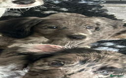 Cocker Spaniel dogs for sale: FINAL REDUCTION working cocker span in Gravesend - Image 14