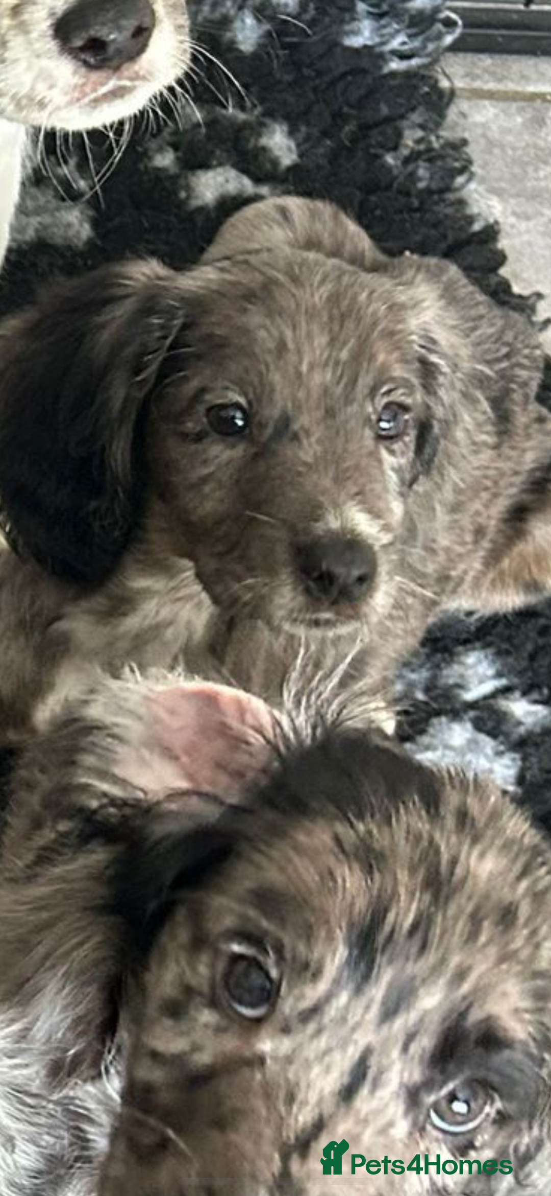Cocker Spaniel dogs for sale: FINAL REDUCTION working cocker span in Gravesend - Image 14