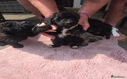 Mixed Breed dogs for sale: toy poodles  - Image 10