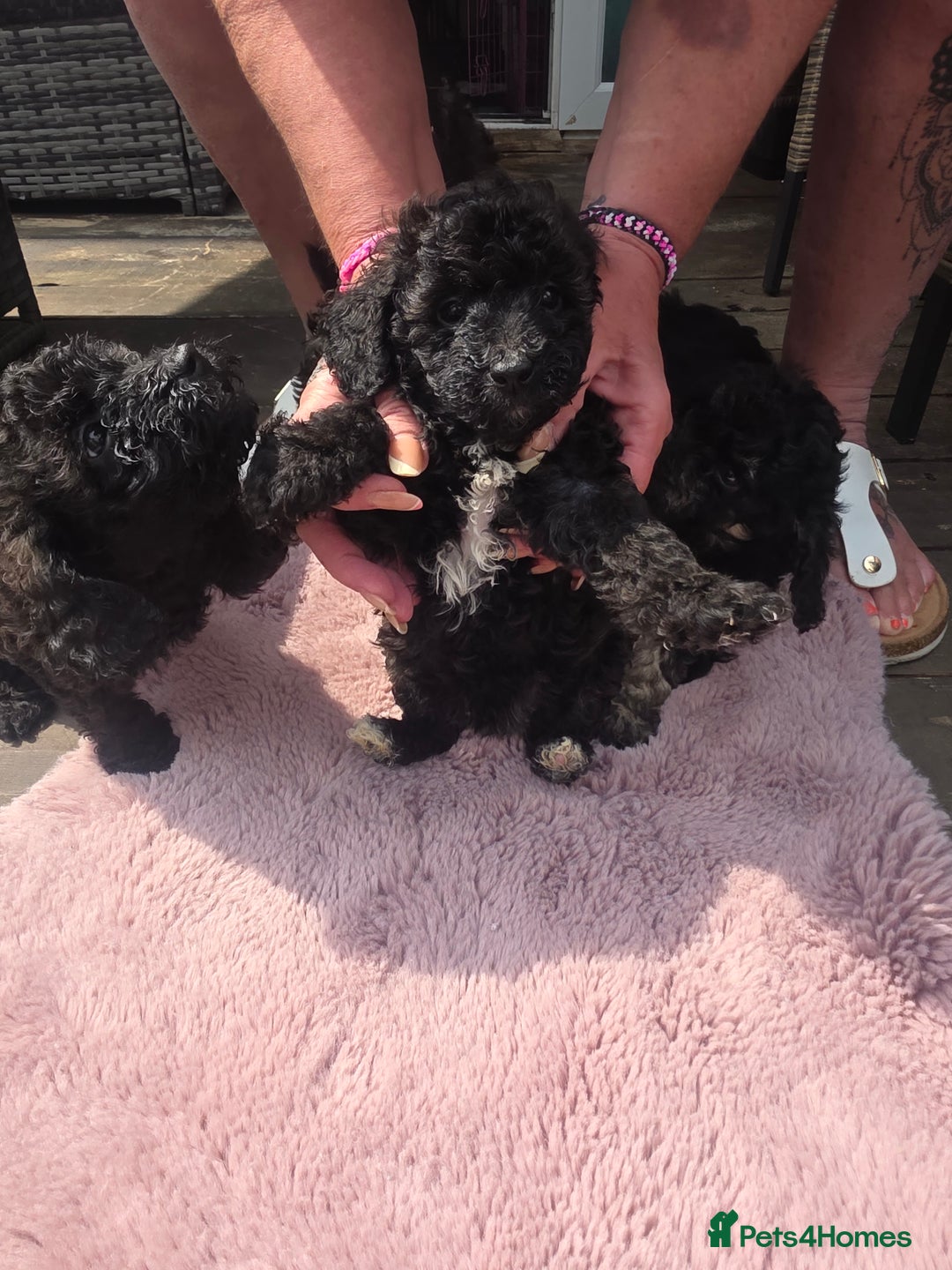 Mixed Breed dogs for sale: toy poodles  - Image 10