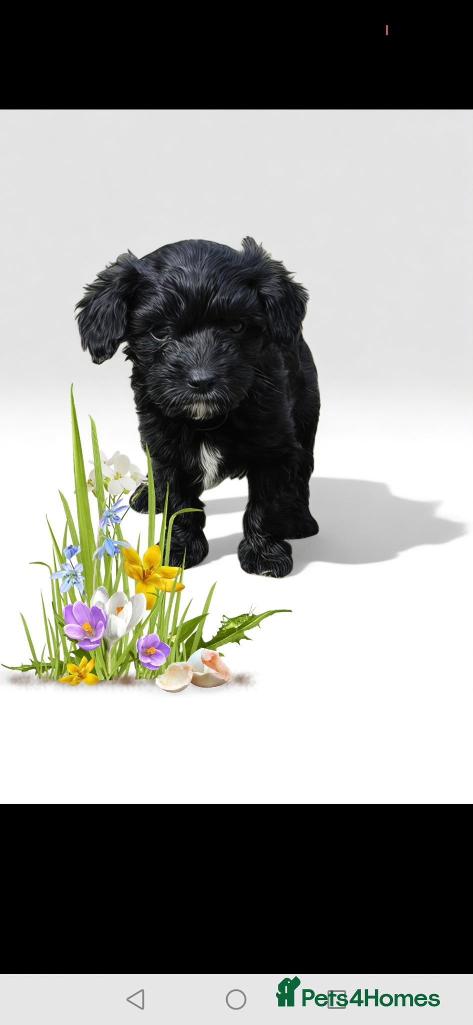 Cavapoo dogs ❤️Stunning Black/white Girl❤️F1 Cavapoo❤️HealthTes - Advert 18