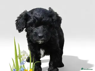 Cavapoo dogs ❤️Stunning Black/white Girl❤️F1 Cavapoo❤️HealthTes - Advert 18