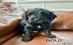 Cockapoo dogs for sale: Cockerpoo puppies - Image 5