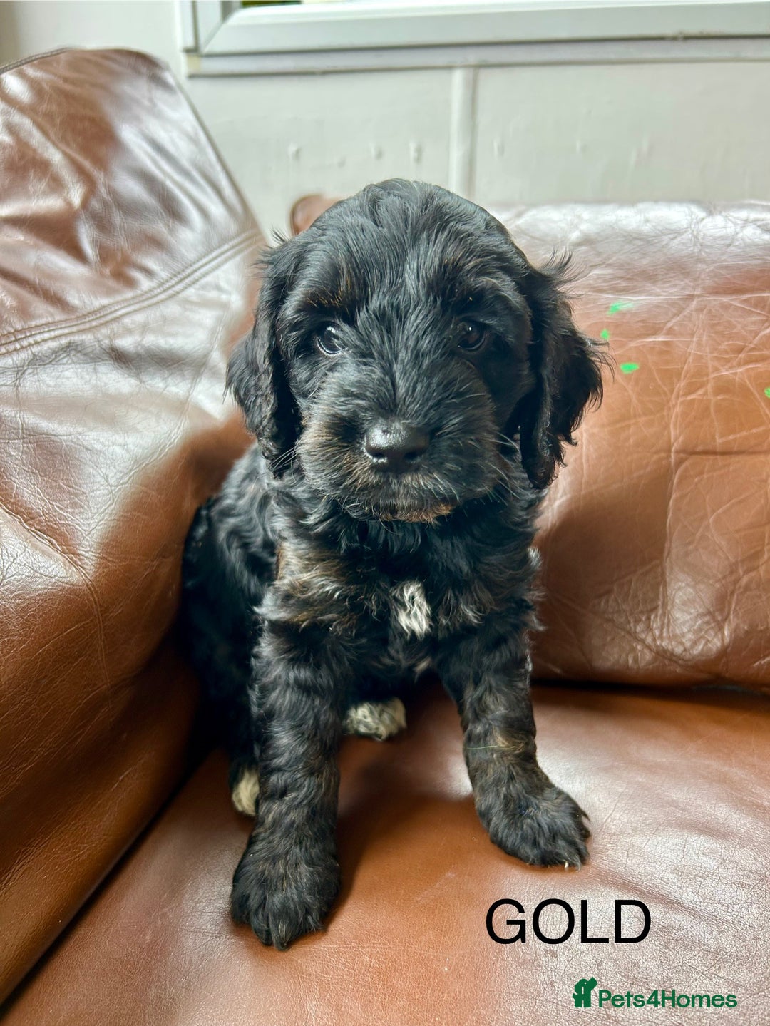 Cockapoo dogs for sale: Cockerpoo puppies - Image 5