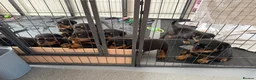 Rottweiler dogs for sale: Pure Breed Rottweiler  - Advert 14