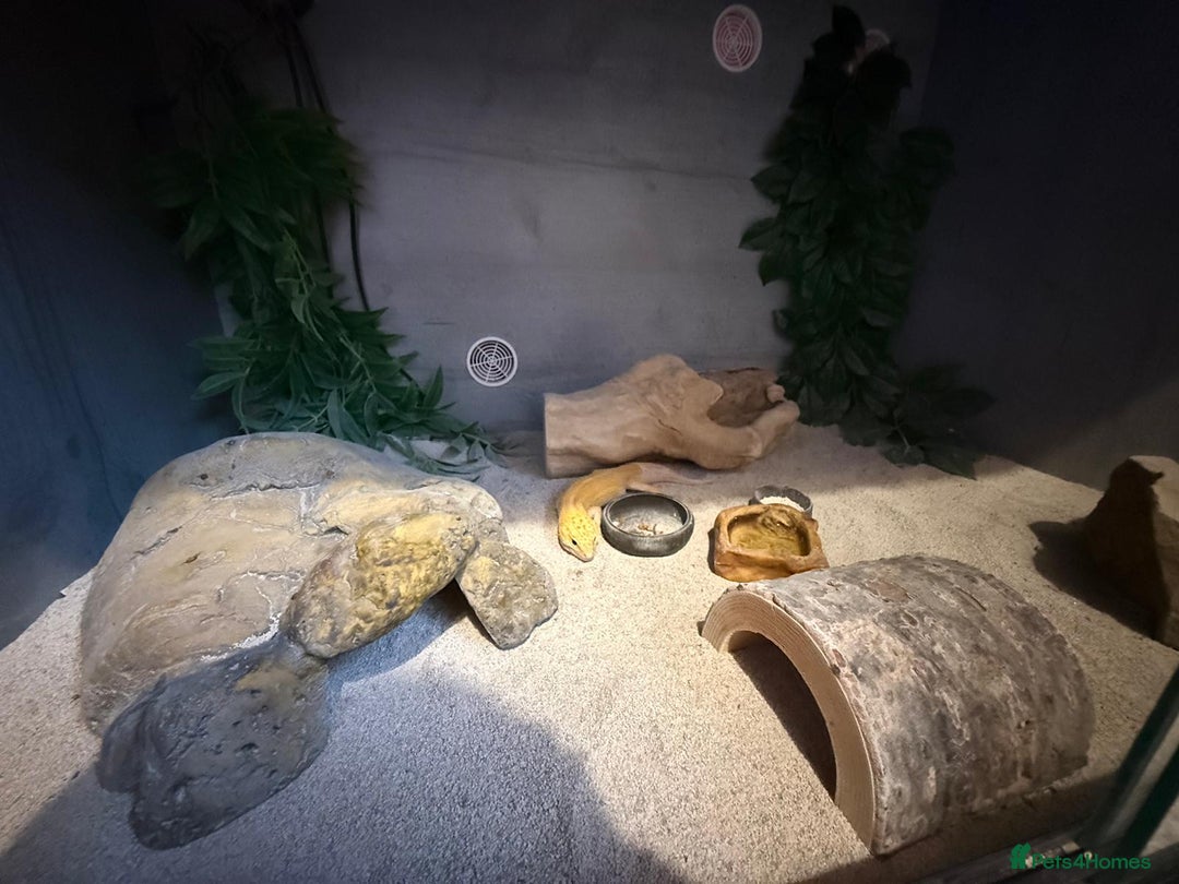 Gecko reptiles for sale: Albino Leopard Gecko for Sale incl full enclosure - Advert 4