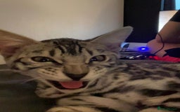 Bengal cats for sale: Sensational Silver Bengal boy requires new family  - Image 29