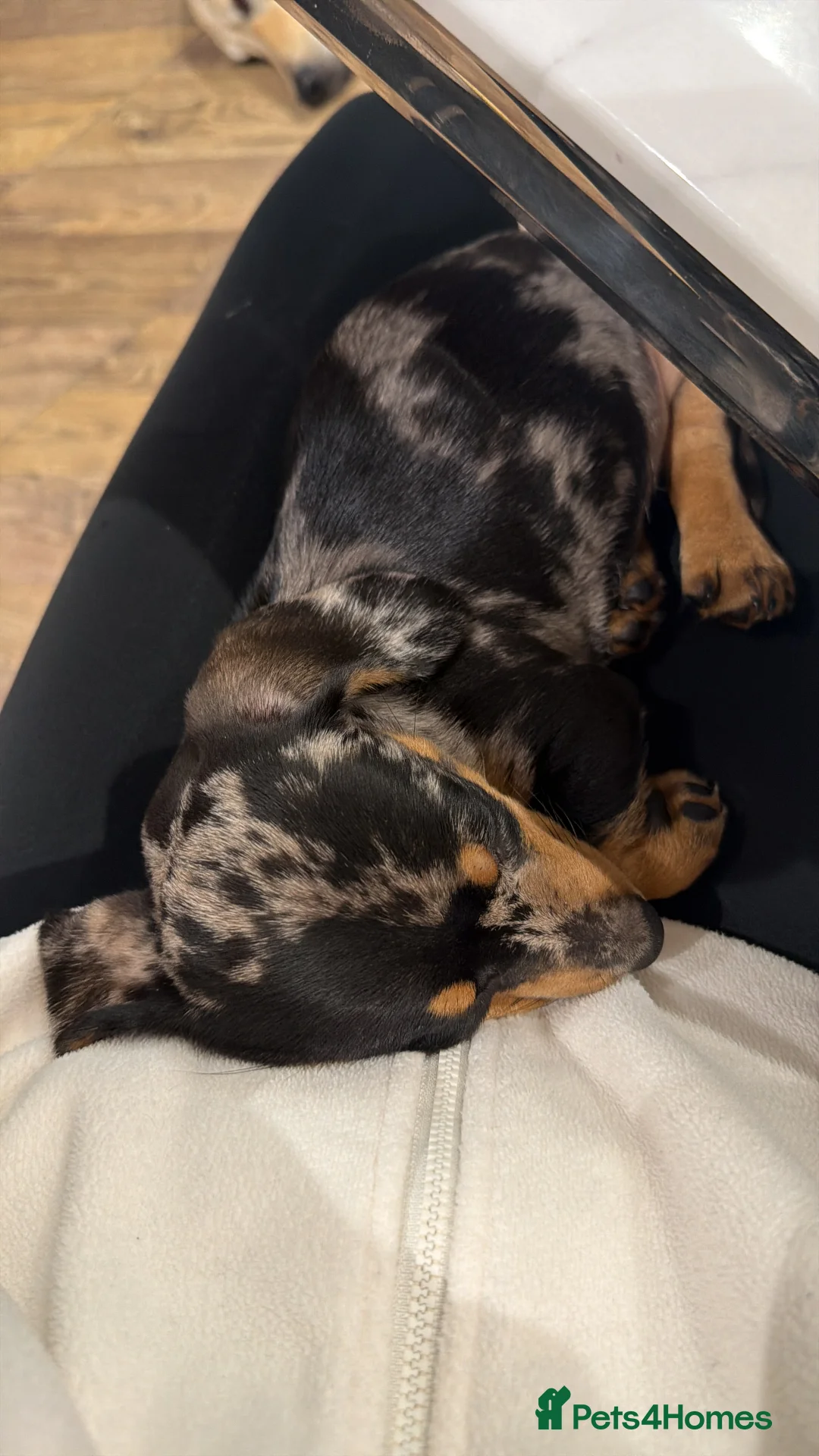 Miniature Dachshund dogs for sale: 🌼 Daisy 🌼  - Advert 12