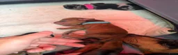 Dachshund dogs for sale: dachshund puppies For sale  - Advert 9