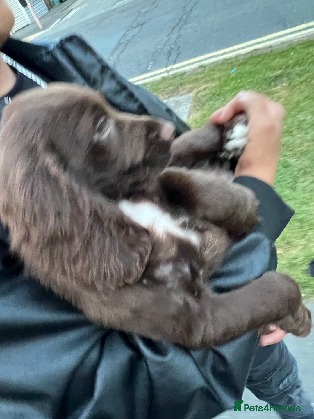 Cocker Spaniel dogs for sale: A beautiful chocolate cocker spaniel girl - Image 1