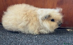 Guinea Pig rodents for sale: Pure Bred Swiss Guinea Pig Boars - Image 14
