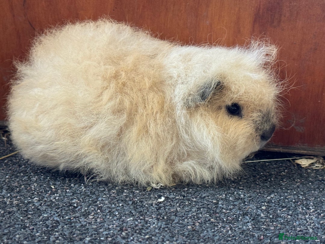 Guinea Pig rodents for sale: Pure Bred Swiss Guinea Pig Boars - Image 14
