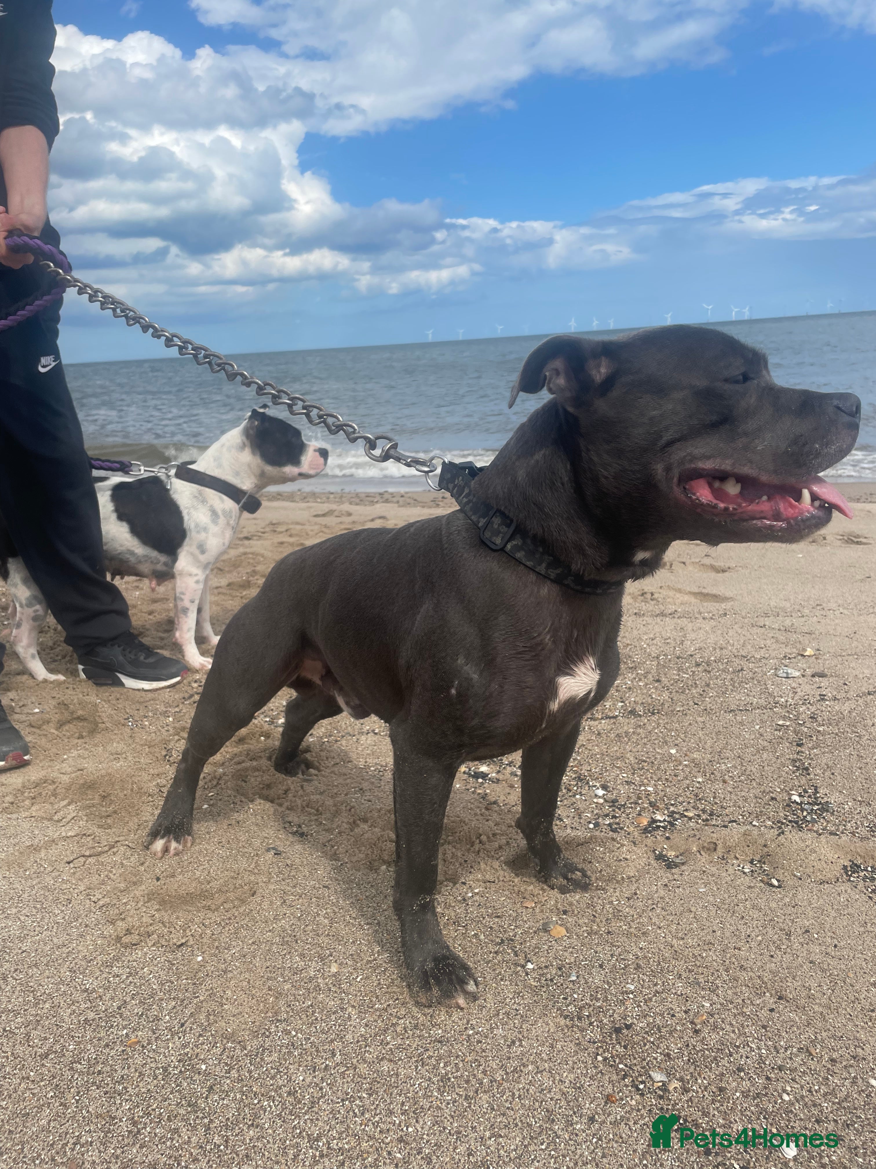 Staffordshire Bull Terrier dogs Thunderstorm Sky Blue Staff - biggest litter 11!!! in Derby - Advert 22