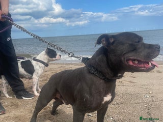 Staffordshire Bull Terrier dogs in Derby - Advert 1