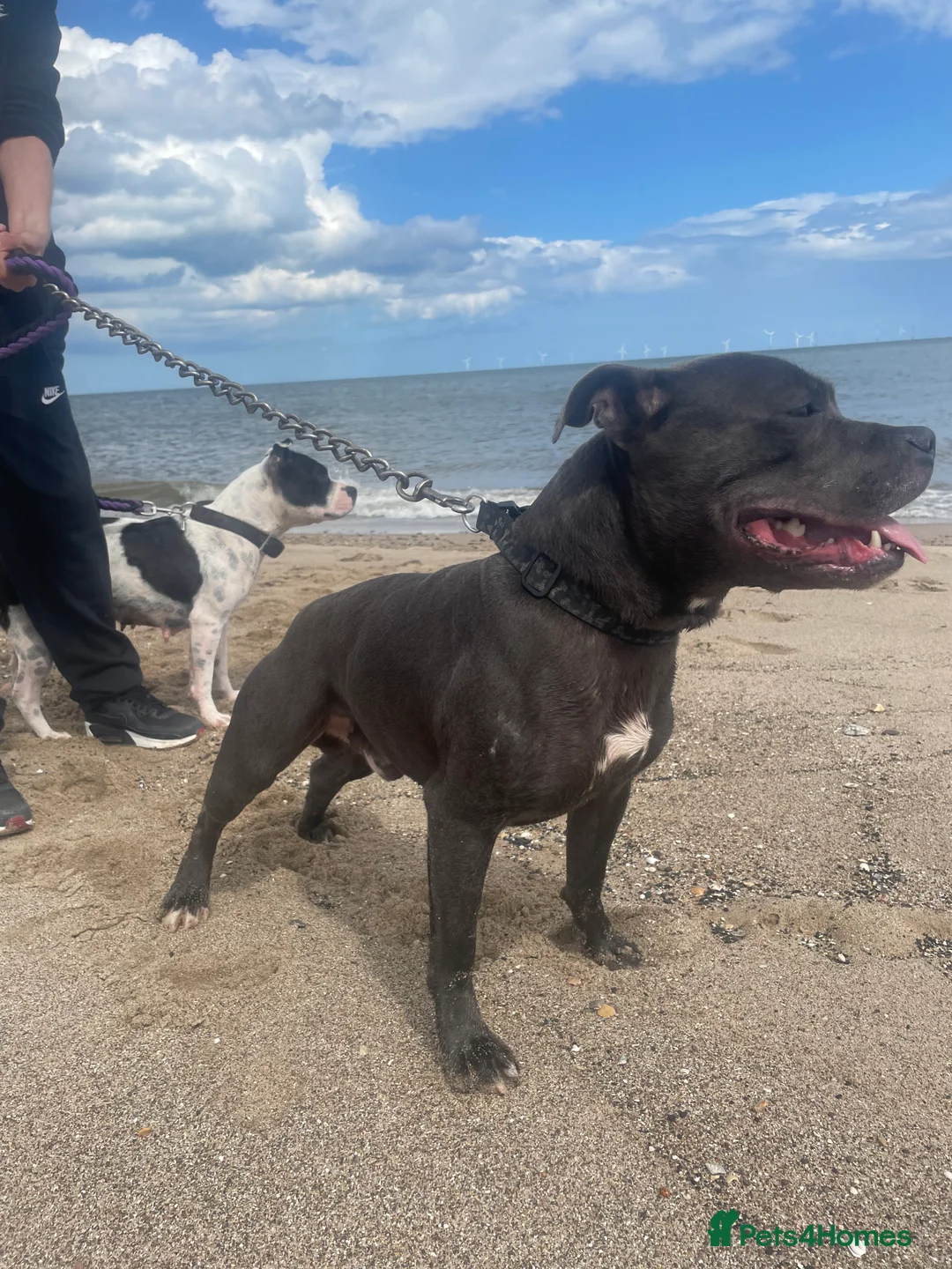 Staffordshire Bull Terrier dogs for stud: Thunderstorm Sky Blue Staff - biggest litter 11!!! in Derby - Advert 1