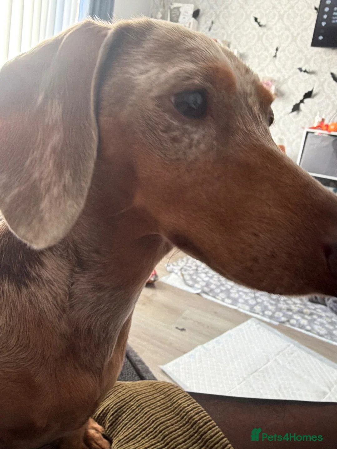 Miniature Dachshund dogs for sale: Beautiful litter of miniature dachshunds  in Sunderland - Advert 1