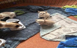 Ragdoll cats for sale: Ragdoll kittens - please read advert  - Image 5