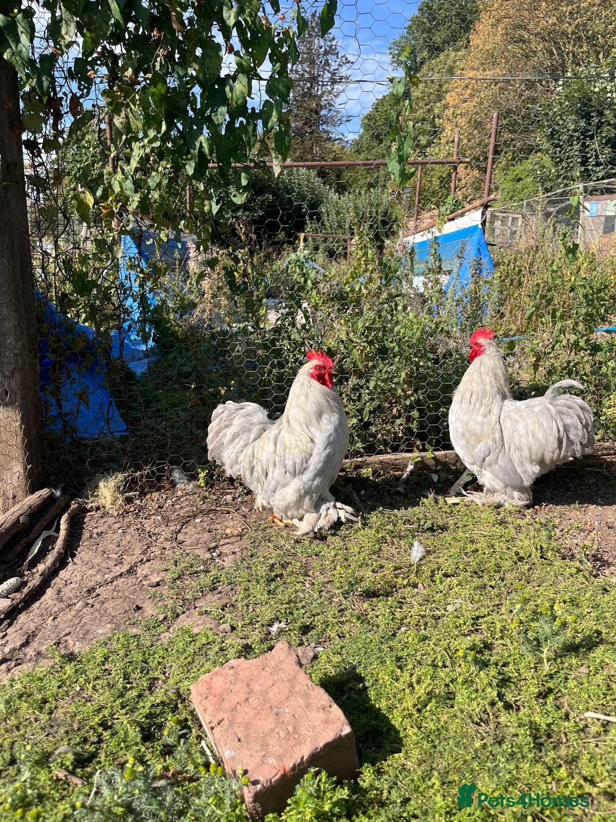 Chickens poultry Two Lavender Pekin cockerels  - Advert 19