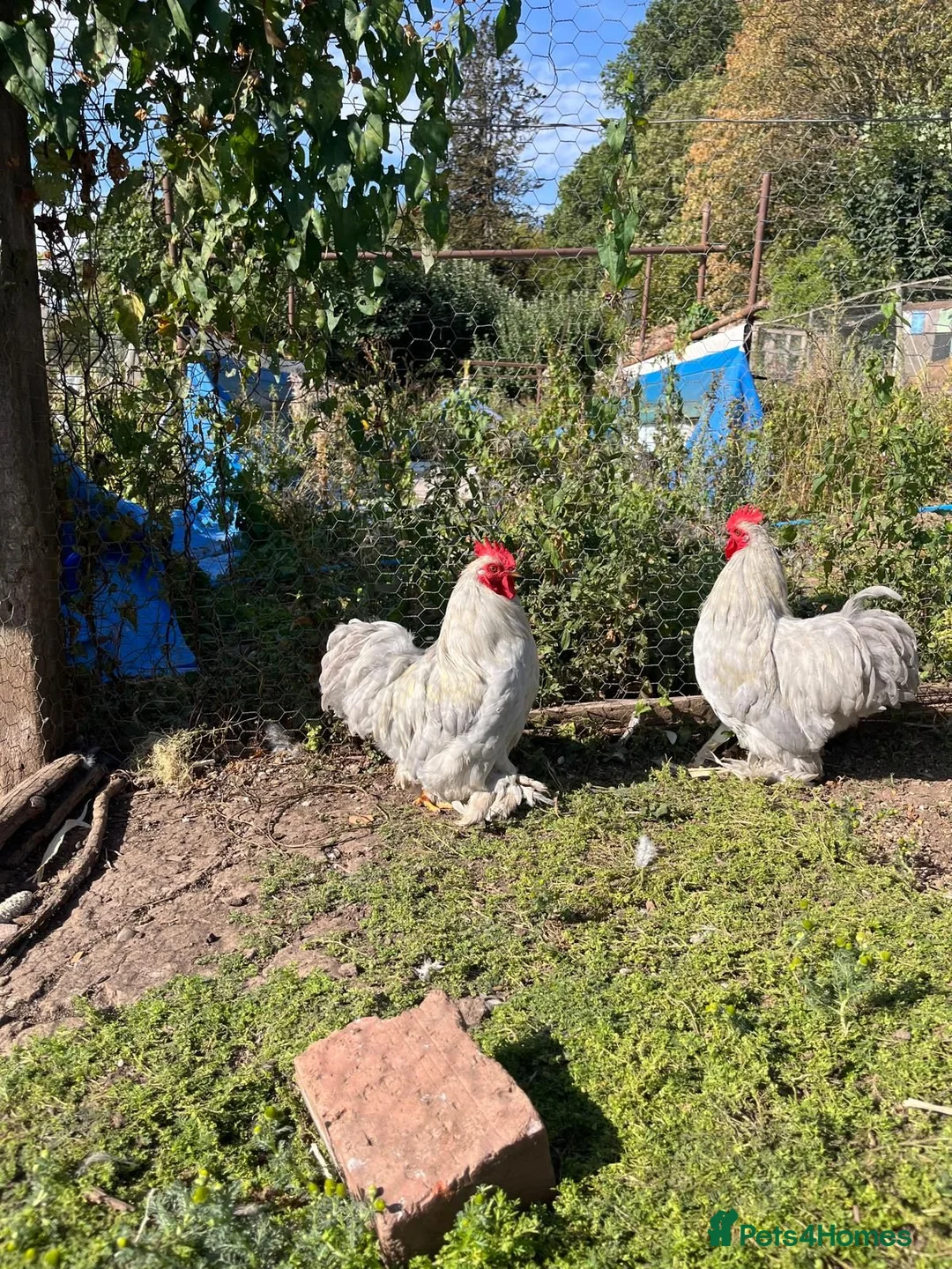 Chickens poultry for sale: Two Lavender Pekin cockerels  - Advert 1