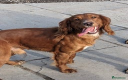 Cocker Spaniel dogs for stud: Working Cocker Stud in Pontypool - Image 2