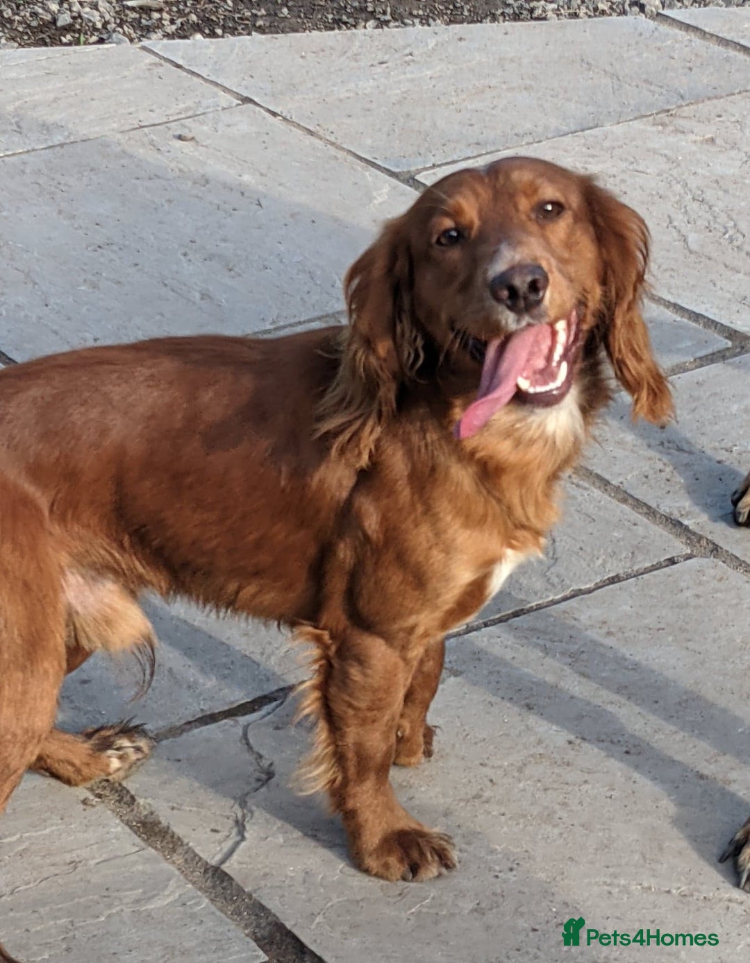 Cocker Spaniel dogs for stud: Working Cocker Stud in Pontypool - Image 2