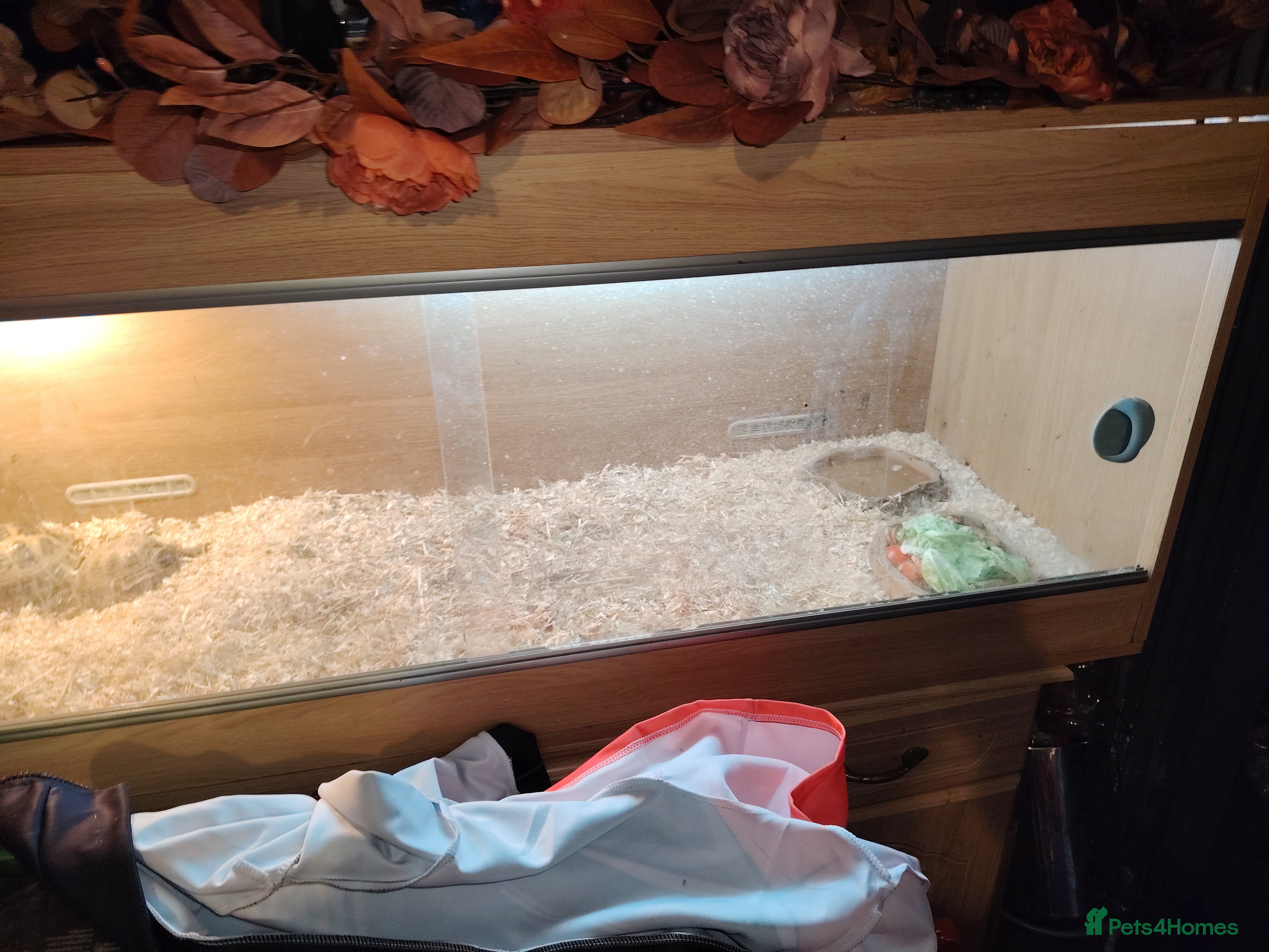 Tortoise reptiles 2 tortoises for sale - Advert 1