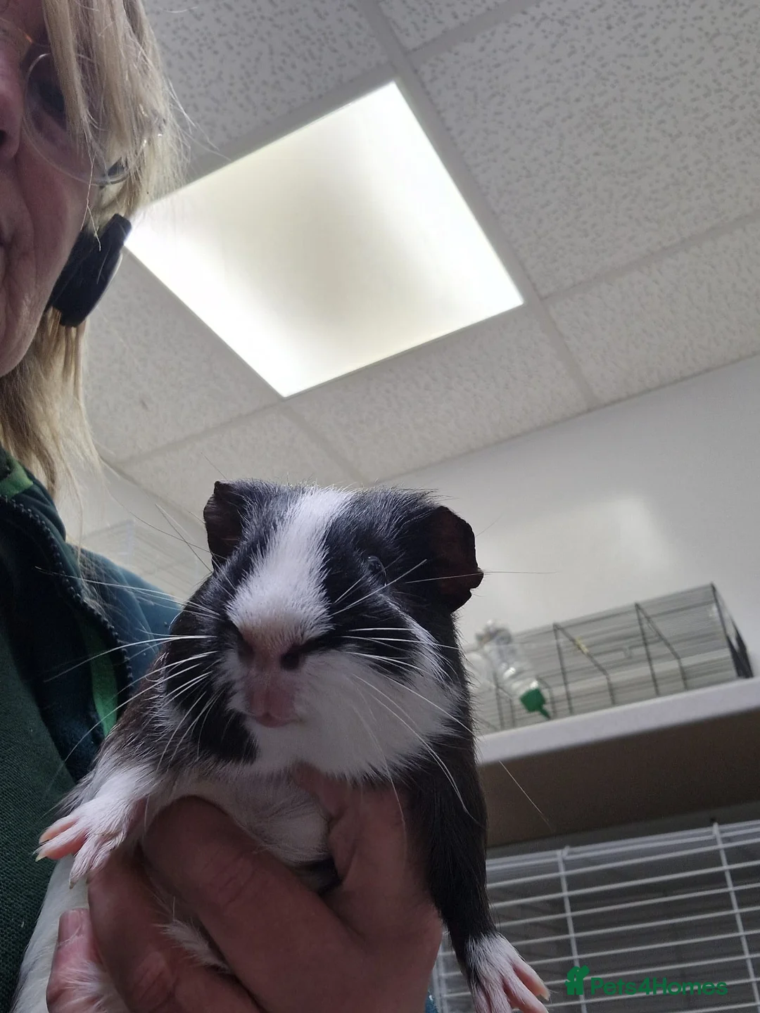 Guinea Pig rodents for sale: Guinea pigs in Birmingham - Advert 1