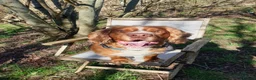Cocker Spaniel dogs for stud: Red fox cocker  - Advert 1
