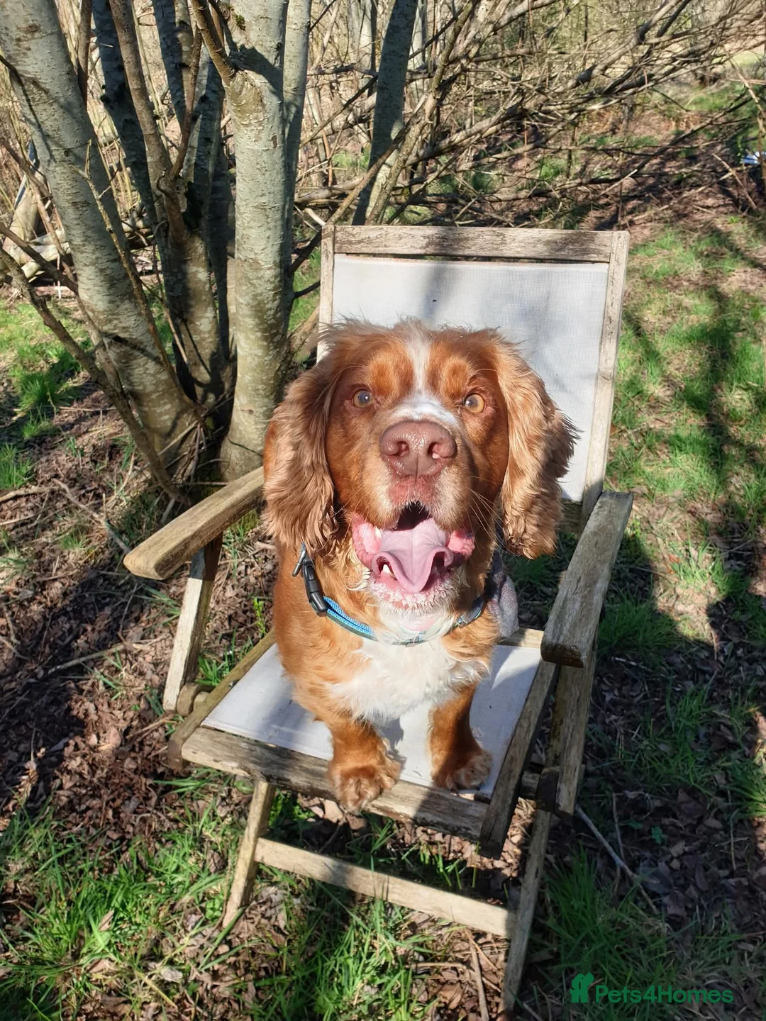 Cocker Spaniel dogs for stud: Red fox cocker  - Advert 1