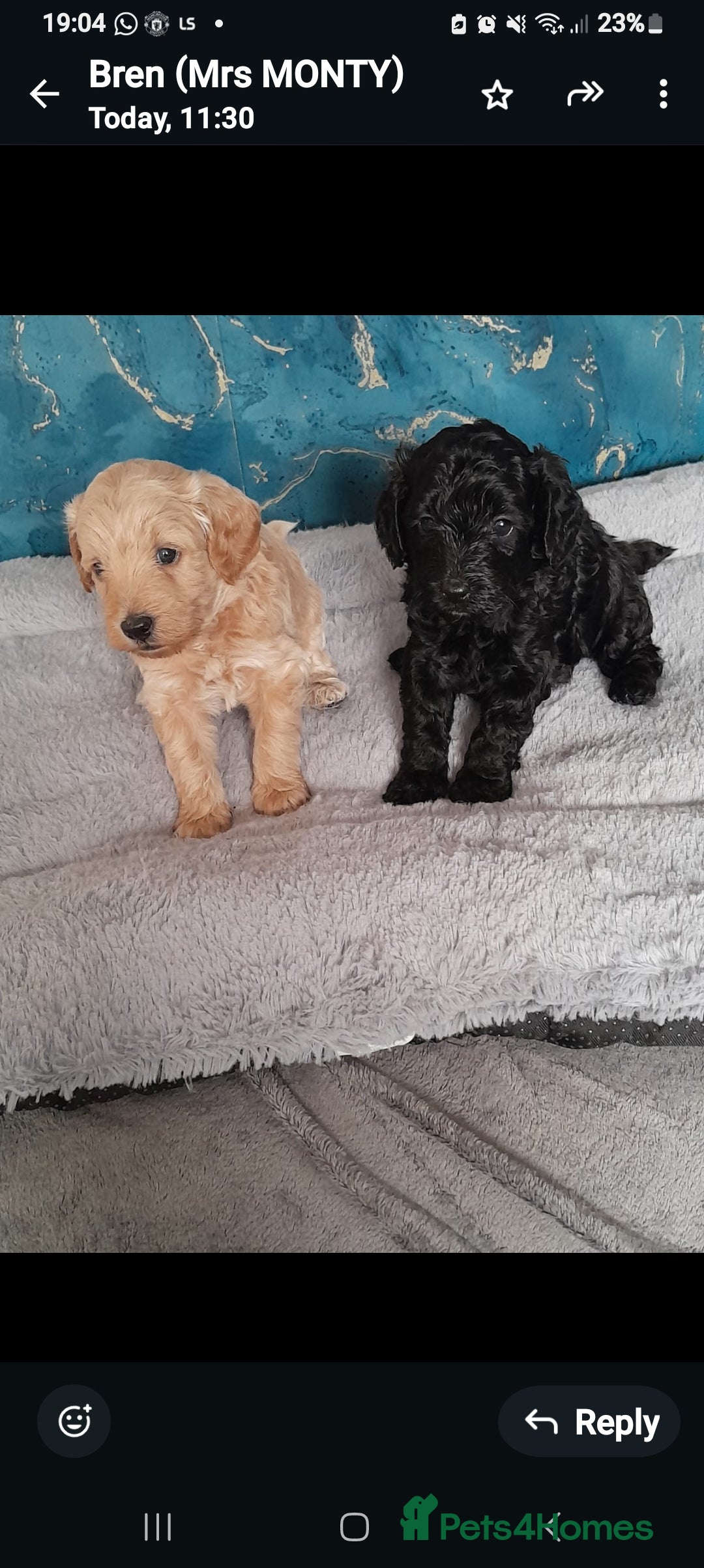 Cockapoo dogs for sale: Cockerpoo puppy - Image 1