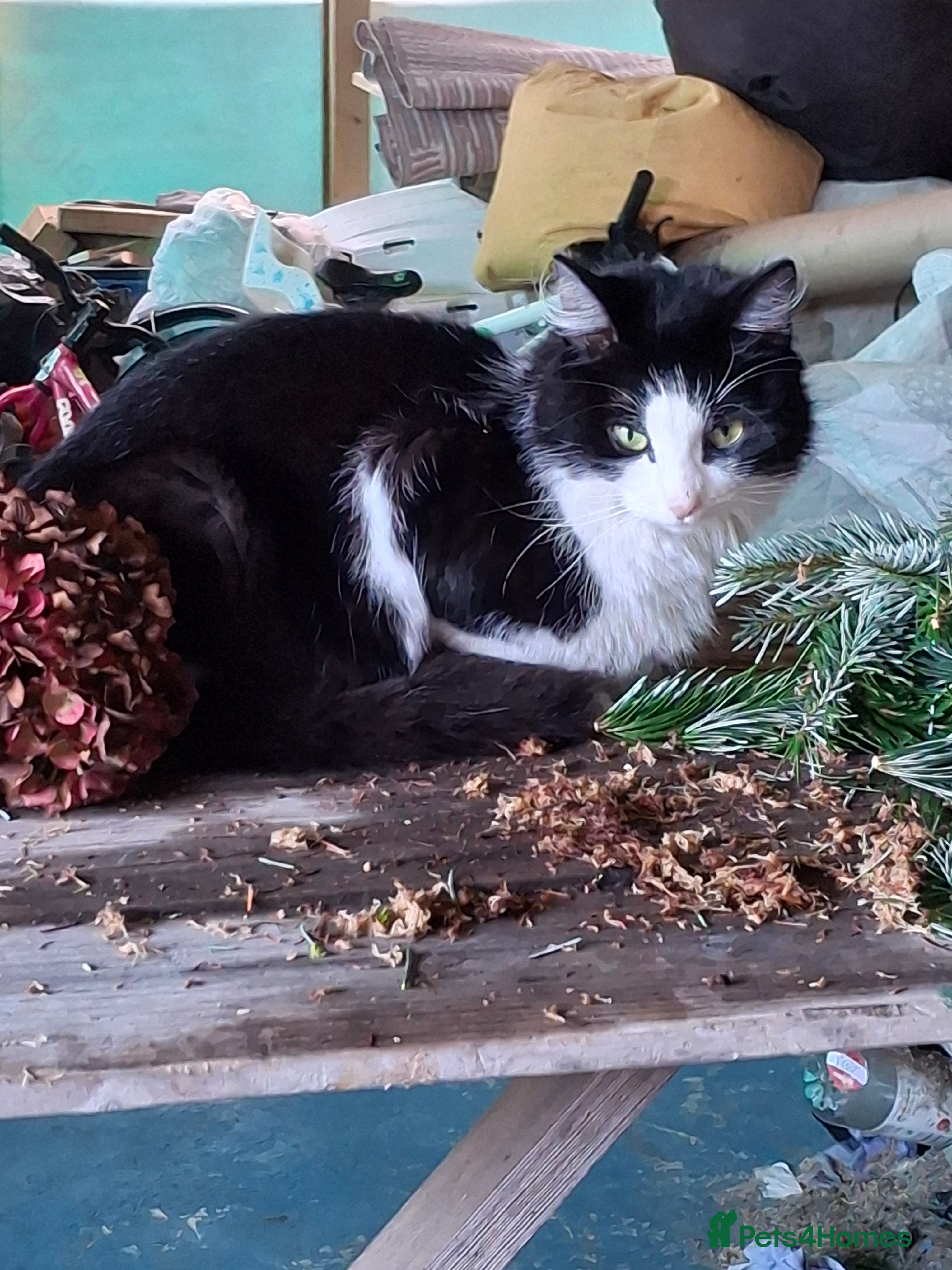 Mixed Breed cats Grey kittens  - Advert 10