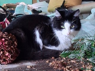 Mixed Breed cats Grey kittens - Advert 1