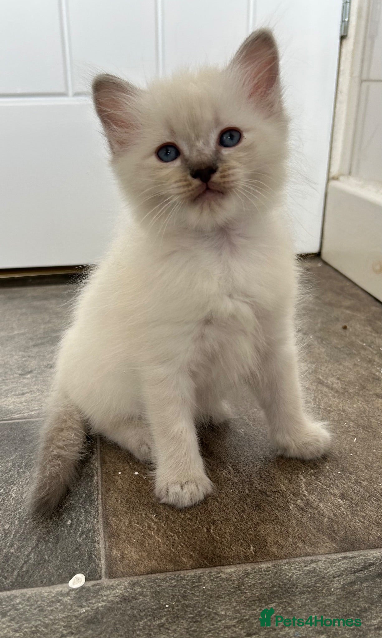 Ragdoll cats Ready ! Blue eyed ragdoll male  - Advert 1