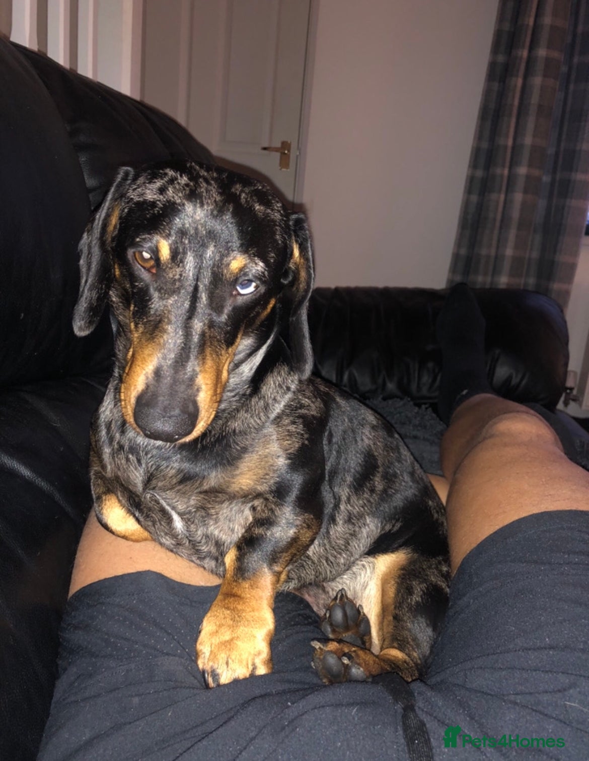 Miniature Dachshund dogs Miniature dapple (blue eyes) dachshund for stud in Stockton-on-Tees - Advert 8