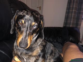 Miniature Dachshund dogs Miniature dapple (blue eyes) dachshund for stud in Stockton-on-Tees - Advert 21