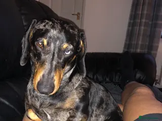 Miniature Dachshund dogs Miniature dapple (blue eyes) dachshund for stud in Stockton-on-Tees - Advert 5