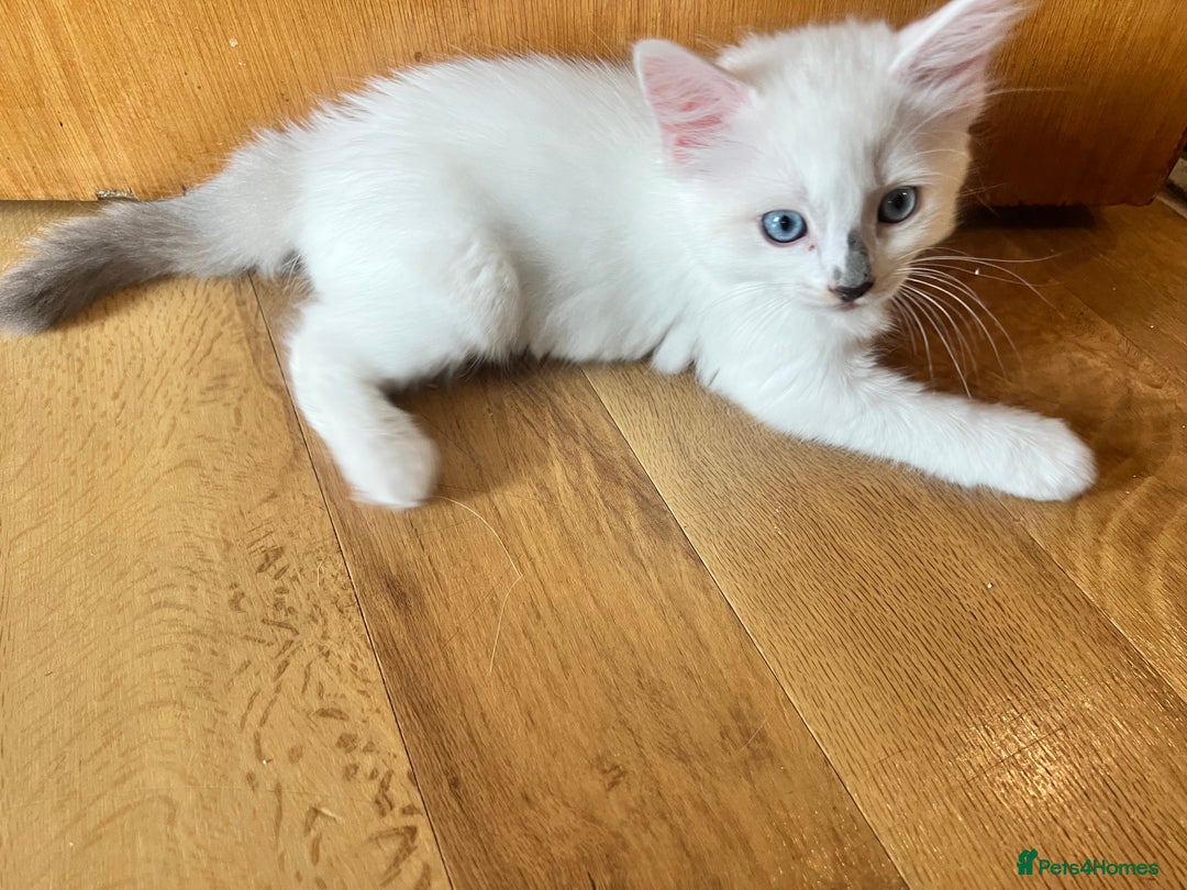 Ragdoll cats for sale: Ragdoll Kittens - Image 14