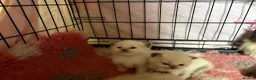 Ragdoll cats for sale: Gccf ragdoll babies - Advert 4