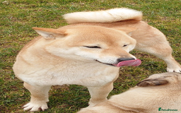 Japanese Shiba Inu dogs for sale: Japanese Shiba Inu older girl - Image 3