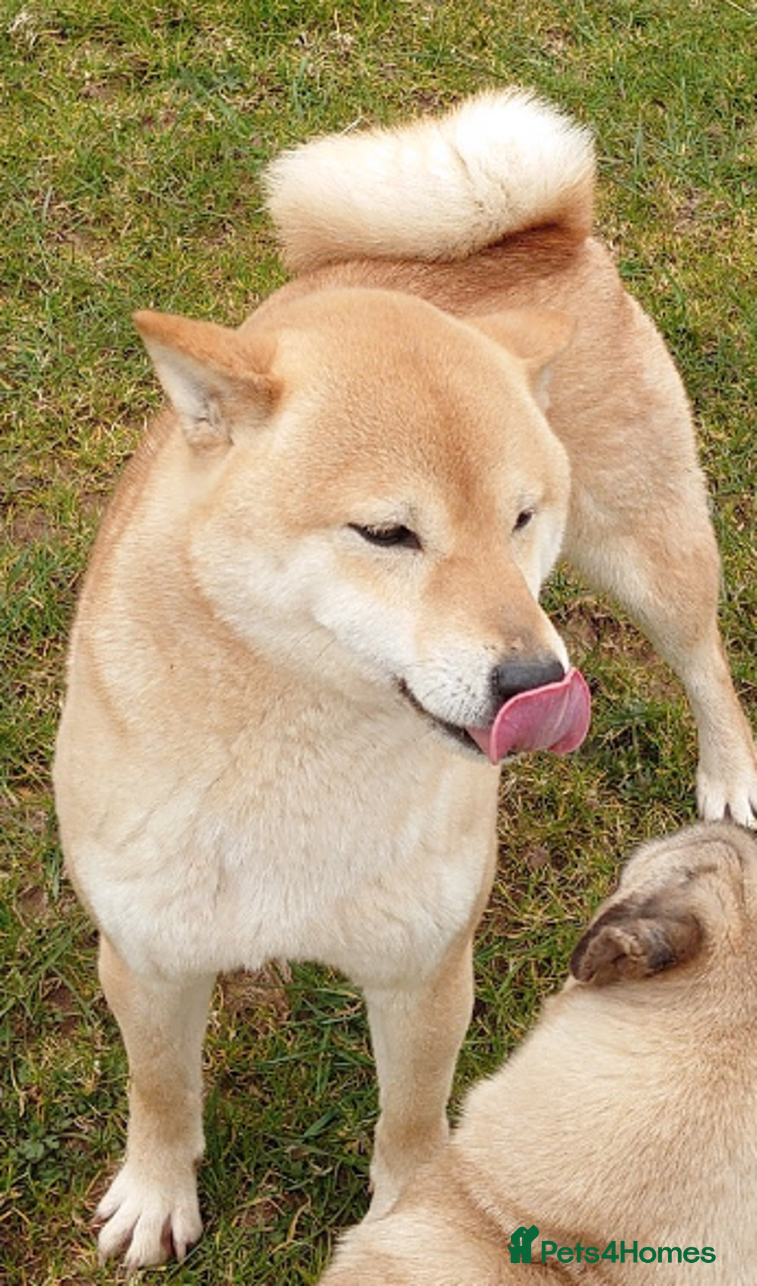 Japanese Shiba Inu dogs for sale: Japanese Shiba Inu older girl - Image 3