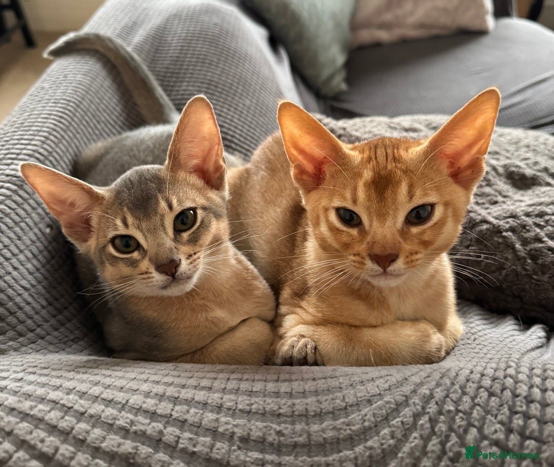 Abyssinian cats for sale: Fawn Abyssinian Kitten 🌟 in Hove - Image 1