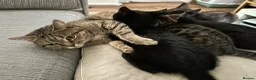 Mixed Breed cats for sale: Mixed‑Breed British Shorthair Kittens! 🐾 - Advert 14
